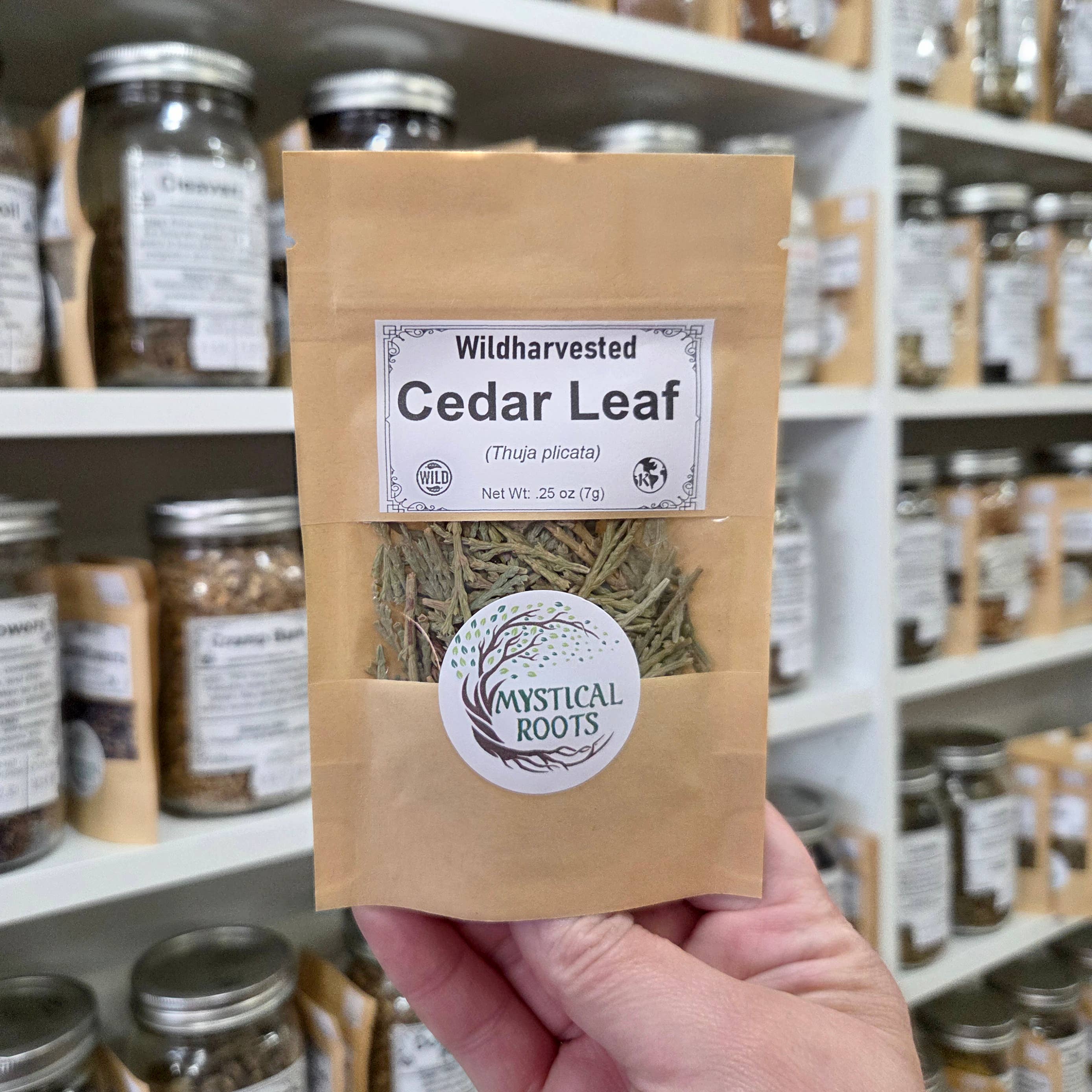 Cedar Leaf | Single-Herb (.25 oz)