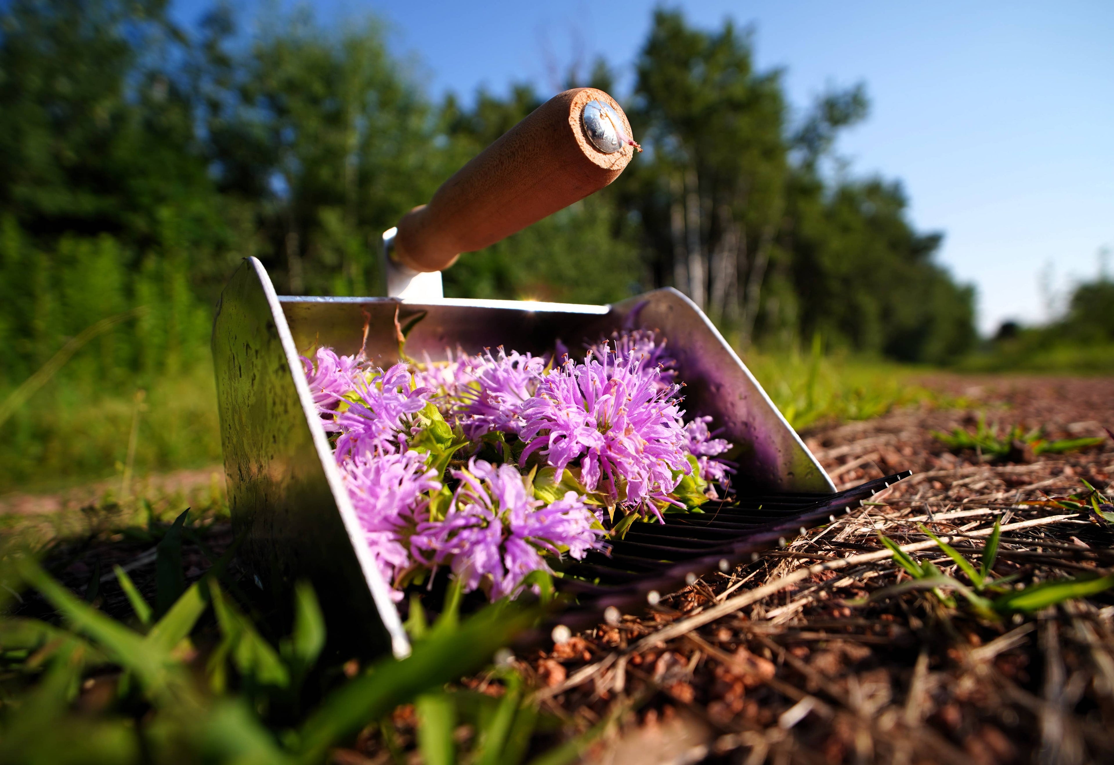 Bee Balm Tea