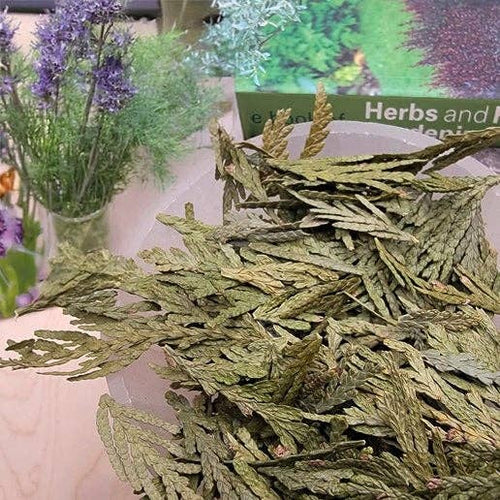 Cedar Leaf | Single-Herb (.25 oz)