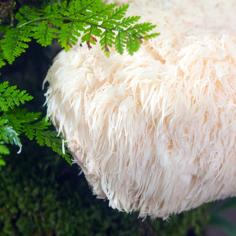 LION'S MANE / Mushroom Essence for Primal Connection