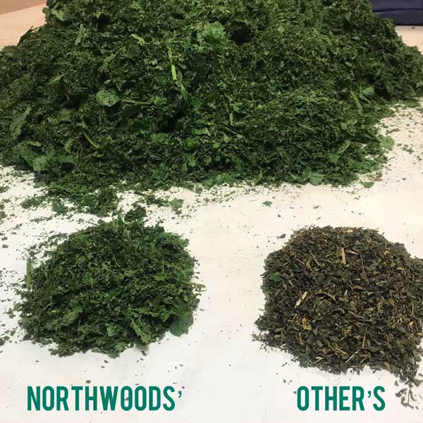 Nettle Tea