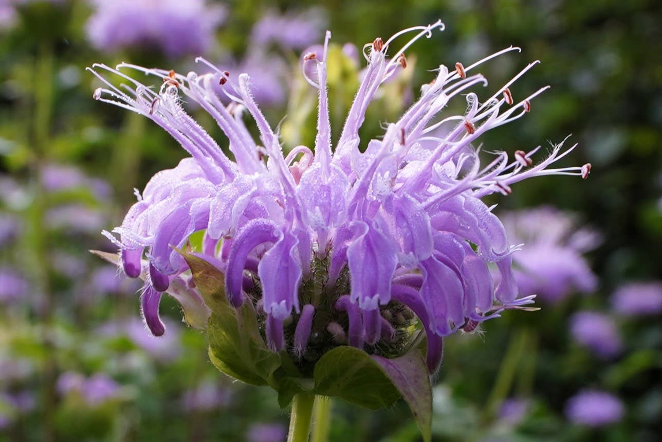 Bee Balm Tea