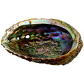Abalone Shell - Medium